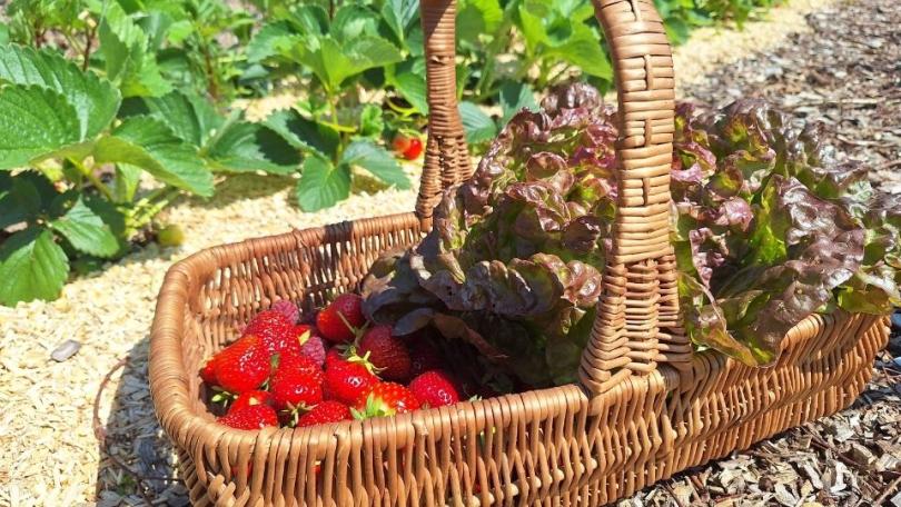 Aardbeien kweken: zo begin je in maart en april
