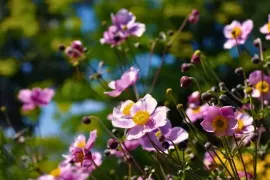 Nazomerbloeiers: houd je tuin kleurrijk tot in de herfst