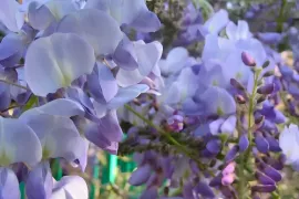 Blauwe regen kiezen: de ene bloeit, de andere niet