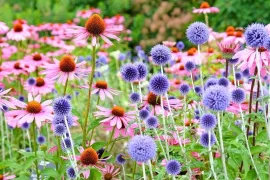 Een levende tuin? Begin met deze 21 bijvriendelijke planten