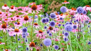 Een levende tuin? Begin met deze 21 bijvriendelijke planten