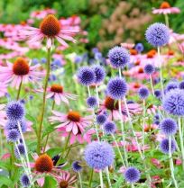 Een levende tuin? Begin met deze 21 bijvriendelijke planten