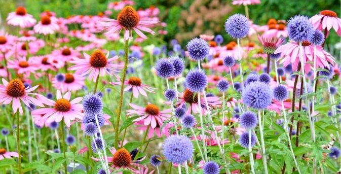 Een levende tuin? Begin met deze 21 bijvriendelijke planten