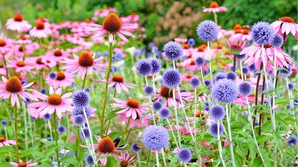Vaste planten voor bijen en vlinders: 21 toppers