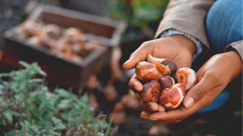Bloembollen planten: 10 vragen, 10 antwoorden