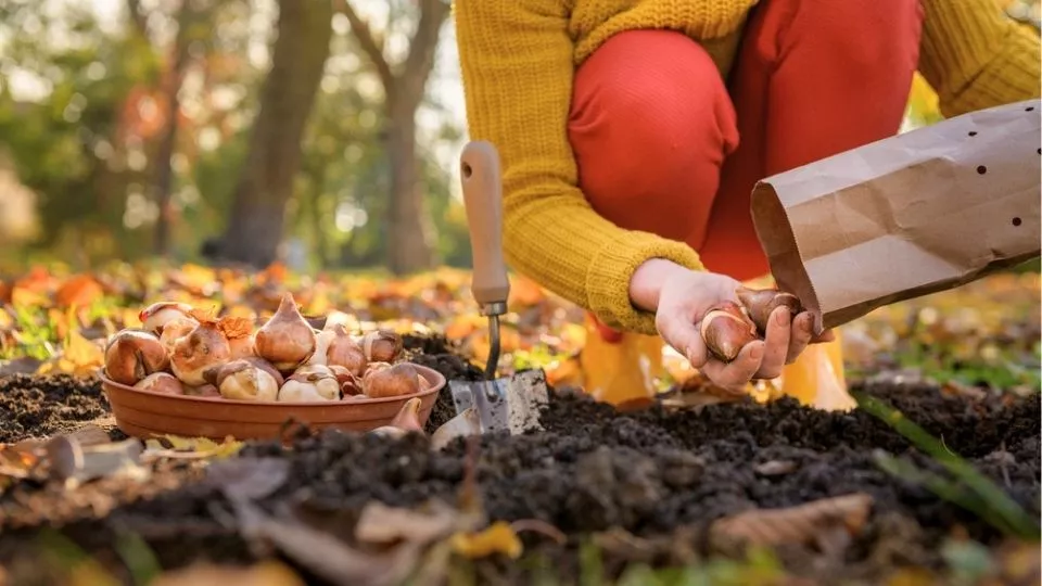 Afbeelding Bloembollen planten: 10 vragen, 10 antwoorden