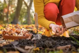 Bloembollen planten: 10 vragen, 10 antwoorden