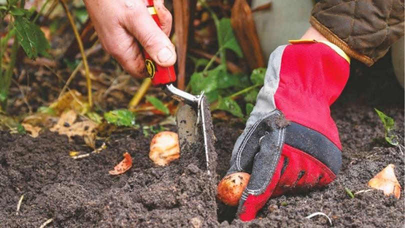 Bloembollen planten: 10 vragen, 10 antwoorden