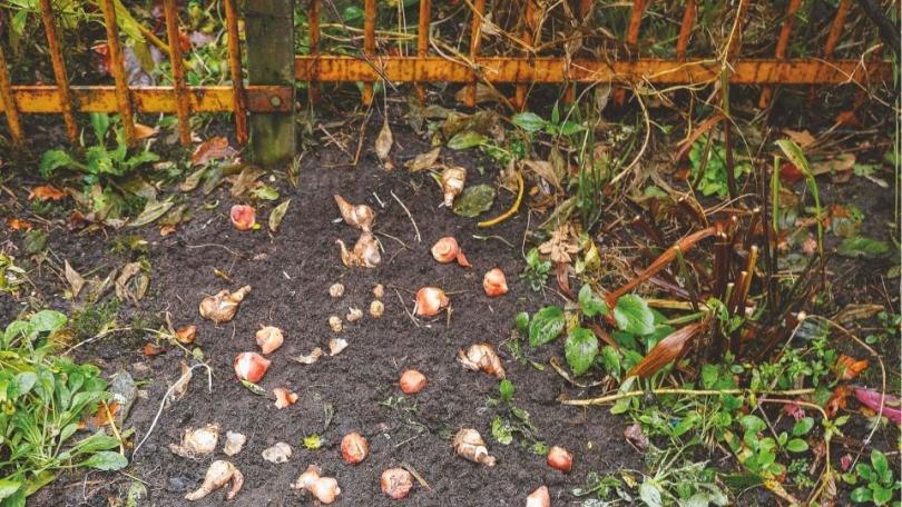 Bloembollen planten: 10 vragen, 10 antwoorden
