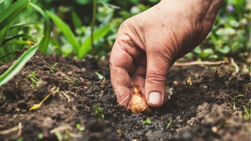 Bloembollen planten: 10 vragen, 10 antwoorden