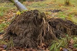 Kleine boom verwijderen? Rooi ‘m met wortel en al