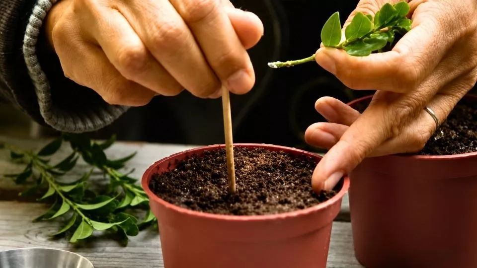 Afbeelding Buxus stekken: gratis nieuwe plantjes uit snoeiafval