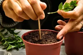Buxus stekken: gratis nieuwe plantjes uit snoeiafval