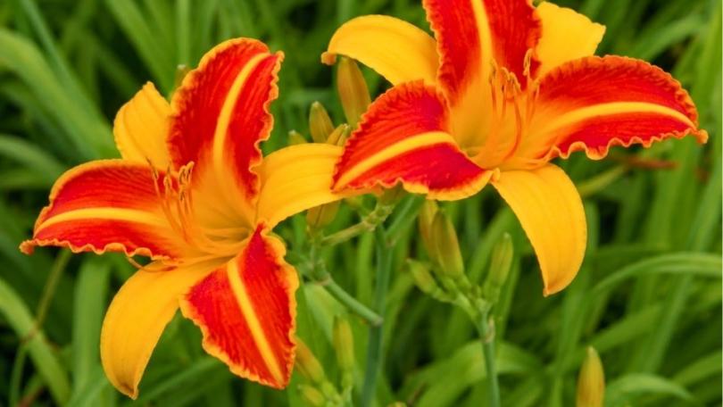 Een levende tuin? Begin met deze 21 bijvriendelijke planten