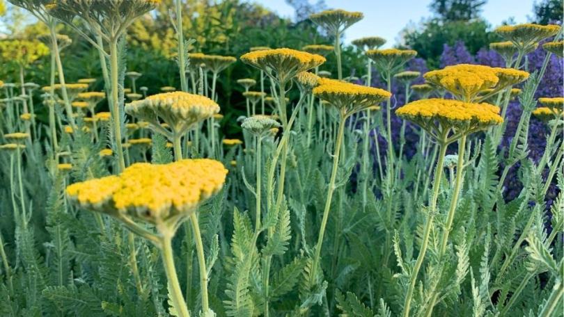 Een levende tuin? Begin met deze 21 bijvriendelijke planten