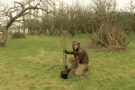 Fruitboom planten? Plant ‘m niet te diep