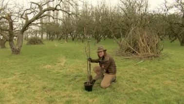 Fruitboom planten? Plant ‘m niet te diep
