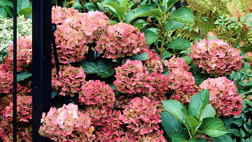 Afbeelding Hé, de hortensia wordt kaal: je plant heeft dorst