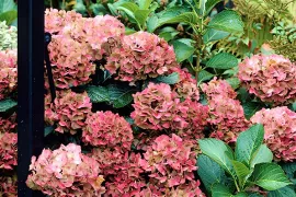 Hé, de hortensia wordt kaal