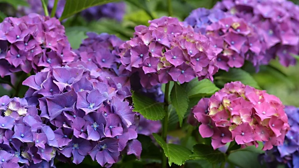 Afbeelding Hortensia vermeerderen? Leg een tak af en wacht een jaar