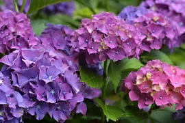 Hortensia vermeerderen? Leg een tak af en wacht een jaar