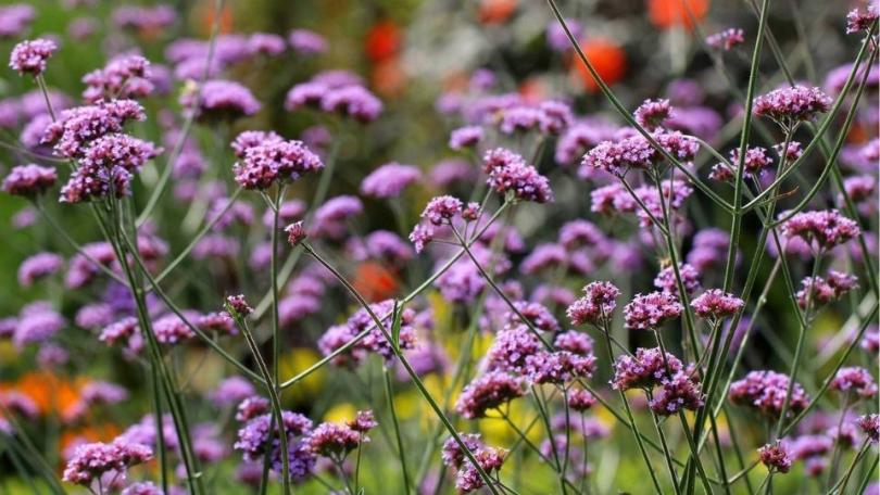 Een levende tuin? Begin met deze 21 bijvriendelijke planten