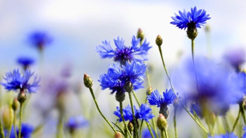 Een levende tuin? Begin met deze 21 bijvriendelijke planten