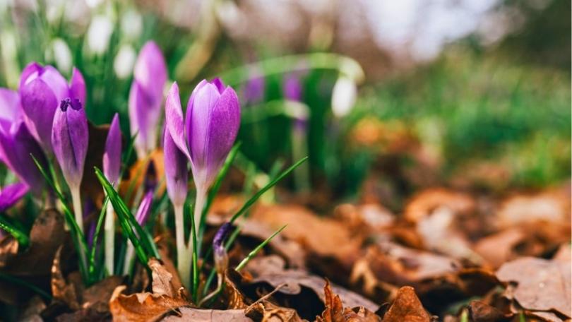 Bloembollen planten: 10 vragen, 10 antwoorden
