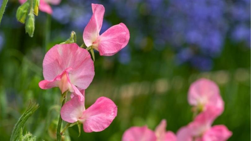 Lathyrus zaaien? Je kunt al in het najaar beginnen