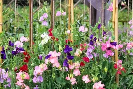 Lathyrus zaaien? Je kunt al in het najaar beginnen