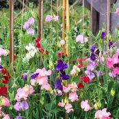 Lathyrus zaaien? Je kunt al in het najaar beginnen