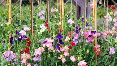 Lathyrus zaaien? Je kunt al in het najaar beginnen