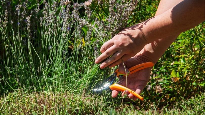 Lavendel snoeien: licht in het voorjaar, hoofdsnoei na de bloei