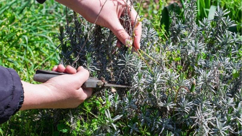 Lavendel snoeien: licht in het voorjaar, hoofdsnoei na de bloei