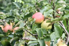 Moestuin in oktober: oogsten, snoeien en opruimen
