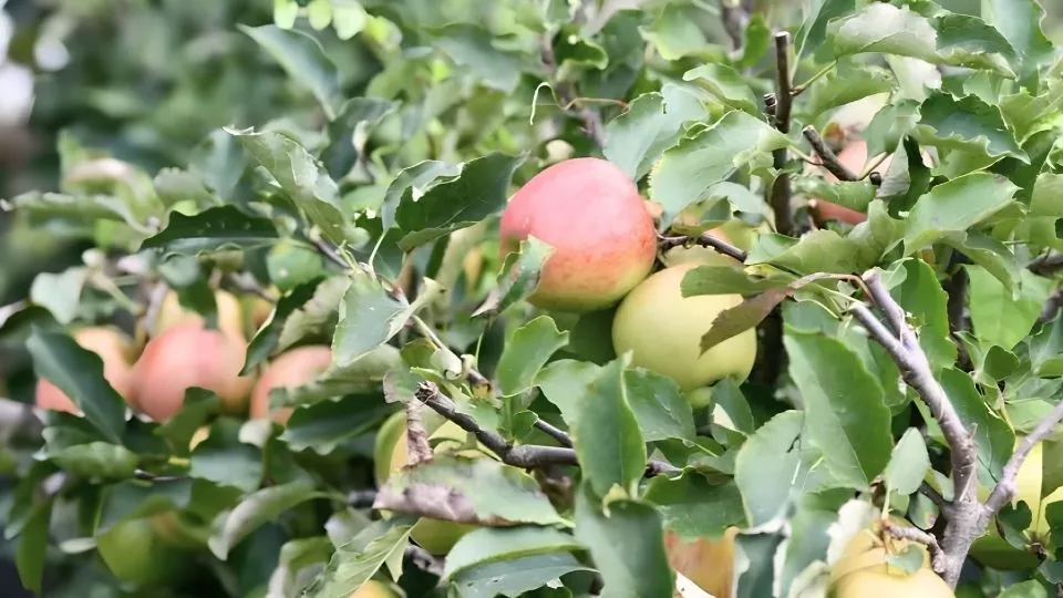 Afbeelding Moestuin in oktober: oogsten, snoeien en opruimen