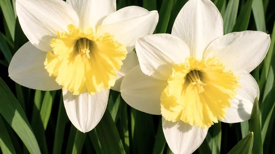Afbeelding Narcissen planten? Twee keer zo diep als de bol