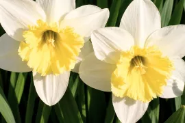 Narcissen planten? Twee keer zo diep als de bol