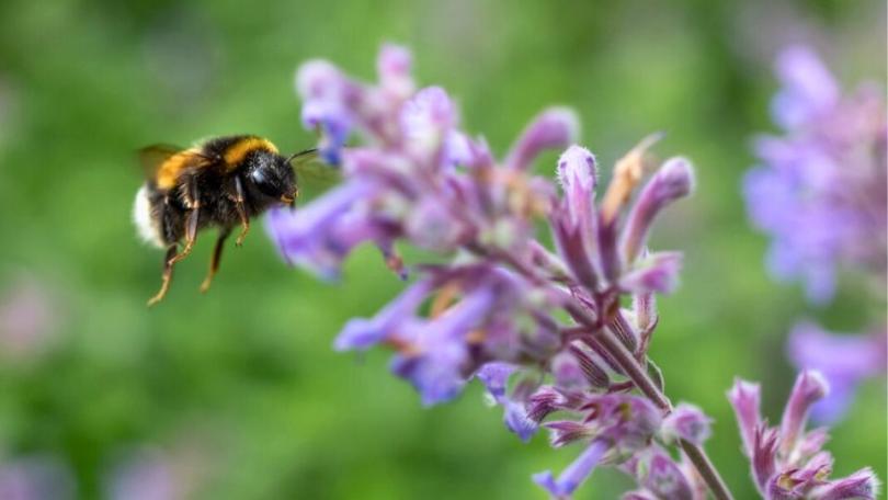 Een levende tuin? Begin met deze 21 bijvriendelijke planten