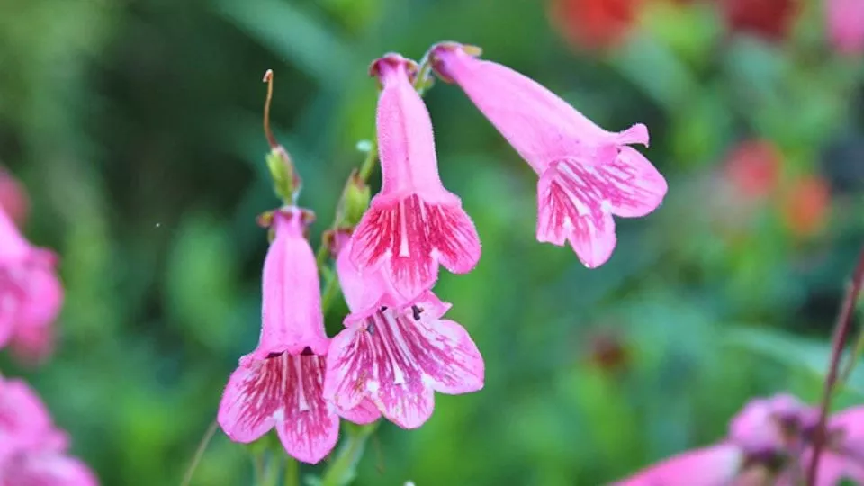 Afbeelding Penstemon stekken: van topstek tot nieuwe plant