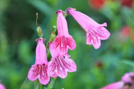 Penstemon stekken: van topstek tot nieuwe plant
