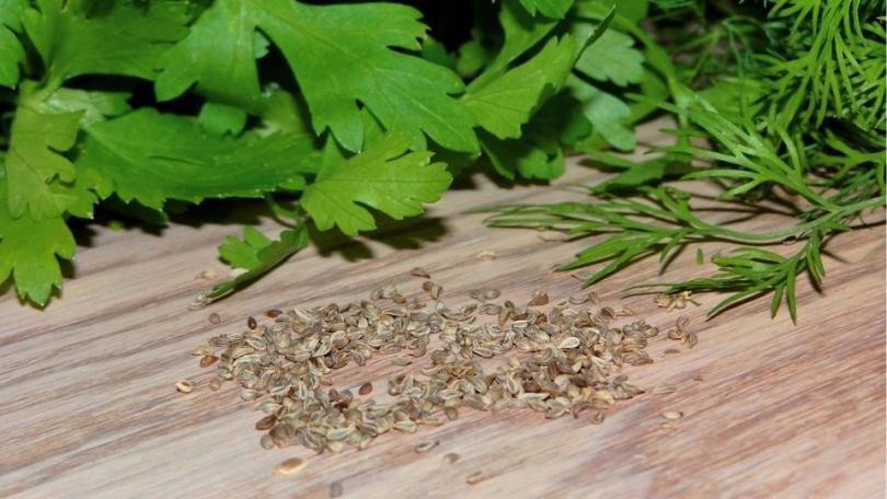 Peterselie kweken: vroeg zaaien, lang oogsten