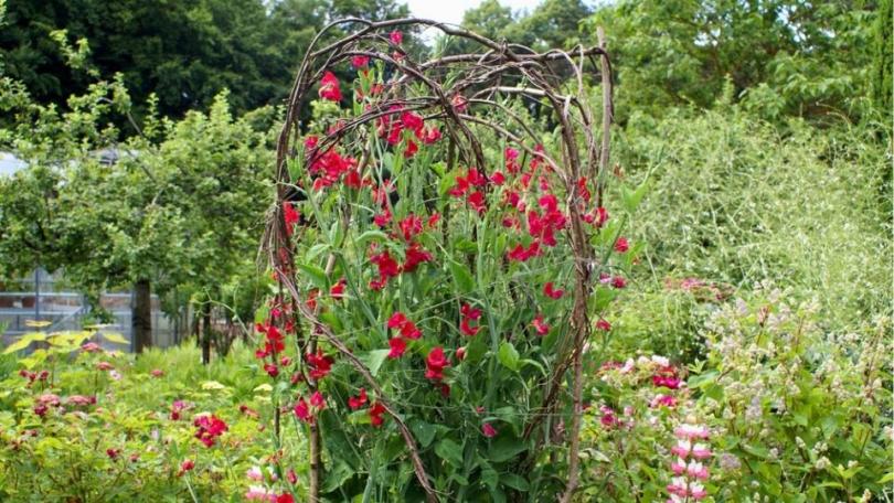 Lathyrus zaaien? Je kunt al in het najaar beginnen