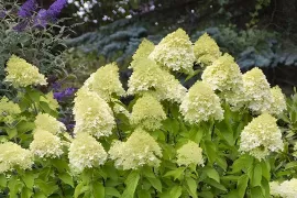 Pluimhortensia snoeien in het voorjaar: durf flink terug te knippen