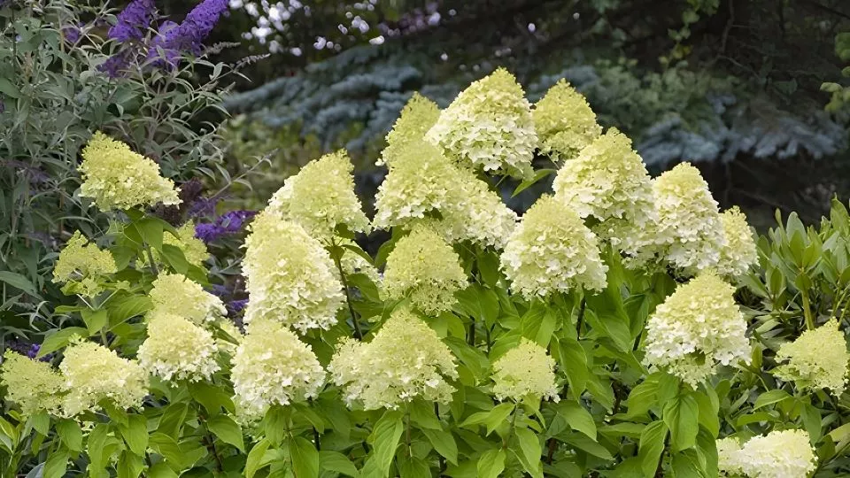 Afbeelding Pluimhortensia snoeien in het voorjaar: durf flink terug te knippen