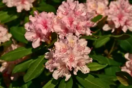 Rododendron of azalea in je tuin? Zo houd je ze mooi