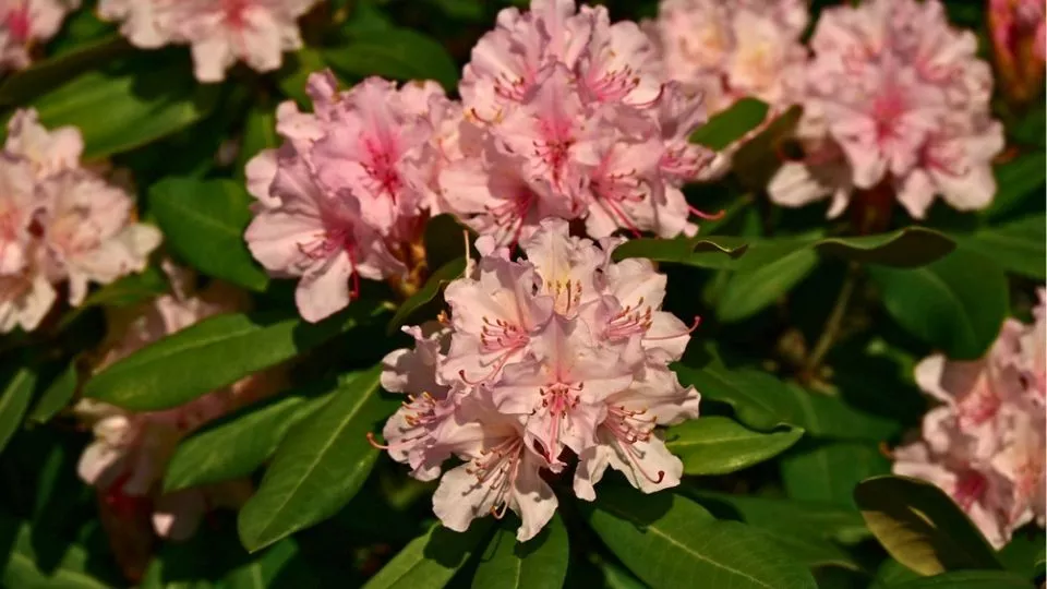Afbeelding Rododendron of azalea in je tuin? Zo houd je ze mooi