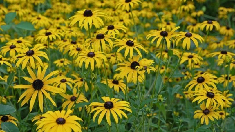 Een levende tuin? Begin met deze 21 bijvriendelijke planten