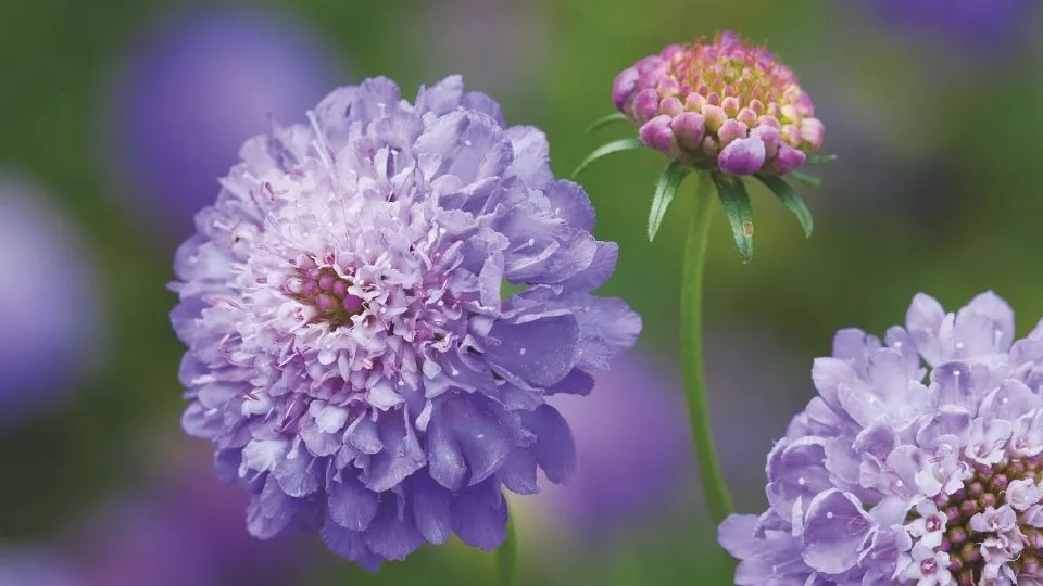 Afbeelding Scabiosa-achtigen zaaien: vijf luchtige bloeiers