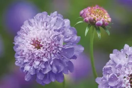 Scabiosa-achtigen zaaien: vijf luchtige bloeiers